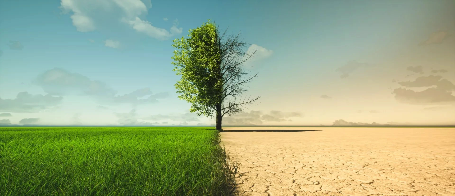 Een boom op de grens van droog en groen land